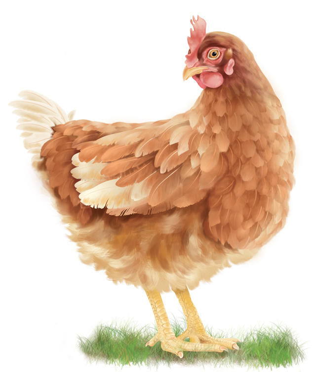 Gallina